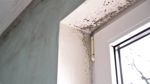 Best Post-Flood Mold Remediation in Burton, SC