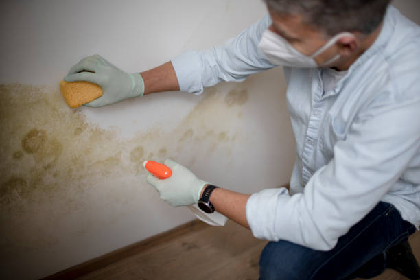 Best Black Mold Remediation in Burton, SC