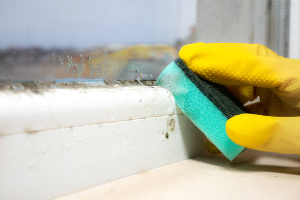 Best Basement Mold Remediation in Burton, SC