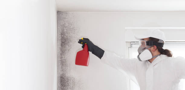 Best Bathroom Mold Remediation in Burton, SC