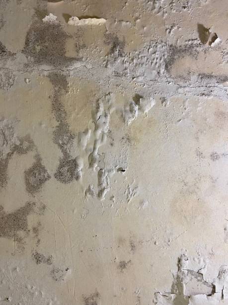 Best DIY Mold Remediation Support Services in Burton, SC