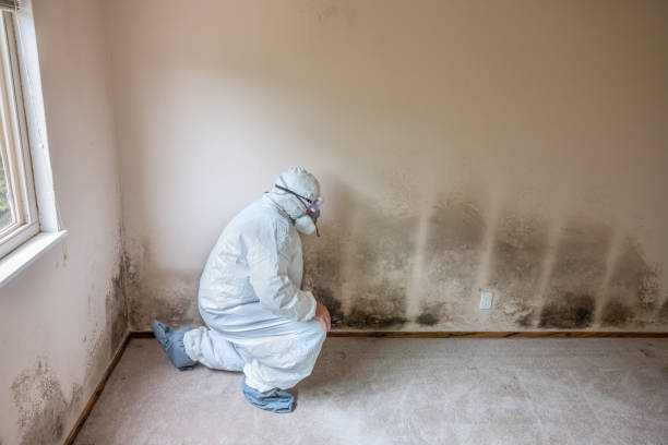 Best Health and Safety Mold Remediation in Burton, SC