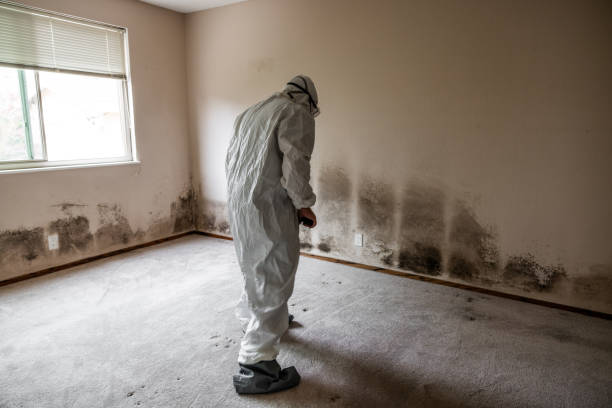 Best Insurance-Related Mold Remediation in Burton, SC