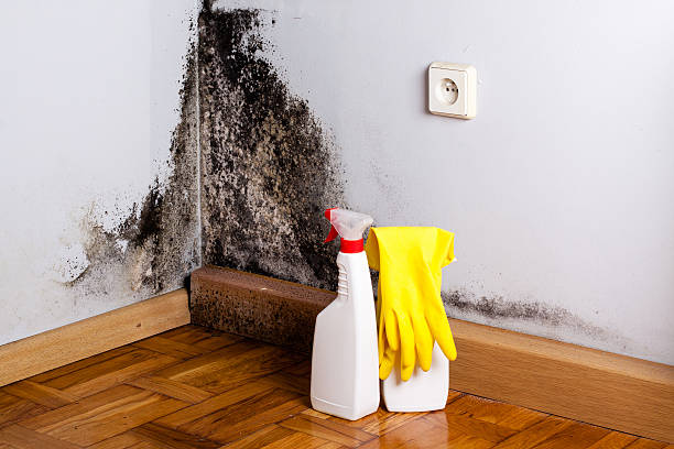 Best Commercial Mold Remediation in Burton, SC