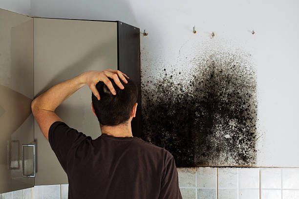 Best Kitchen Mold Remediation in Burton, SC