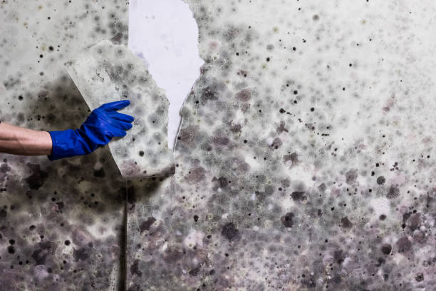 Best Post-Remediation Services in Burton, SC