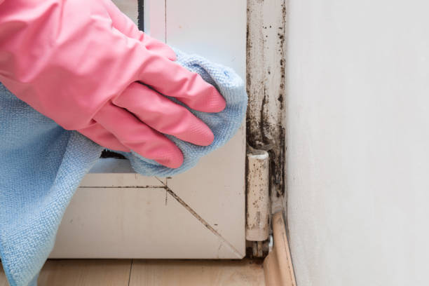 Best Mold Remediation for Specific Building Types in Burton, SC